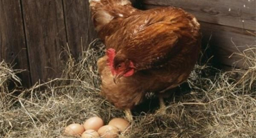 Jednoduchý recept, jak zvýšit produkci vajec u slepic doma